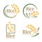 Rice logo organic grain wheat with yellow green paddy rice and leaves collection vector design