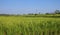 Rice maturing in the field