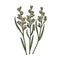 rice oryza plant sketch vector illustration