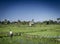 Rice paddie fields landscape view in south bali indonesia