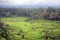 Rice paddies, Bukit Jambul, Bali, Indonesia