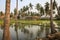 Rice paddies by a coconut grove and temple, Hampi, Karnataka, India