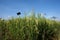 Rice paddies are decorated with plastic to repel birds