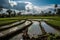 Rice paddies extending to the horizon under a brilliant blue sky. Local farmers in traditional attire transplanting seedlings