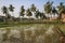 Rice paddies, Hampi, Karnataka, India