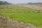 Rice paddies and irrigation