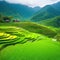 Rice paddy in asia with a village Mountain on the green Generated