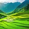 Rice paddy in asia with a village Mountain on the green Generated