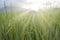 Rice  paddy field