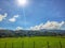 Rice paddy field background planted in wetland located in Sabah, Malaysia. Traditional agriculture by Dusunic people