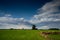 Rice paddy field by blue sky, Novara, Italy