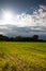 Rice paddy field by blue sky, Novara, Italy