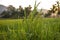 rice paddy field in focus