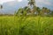 Rice paddy field in focus