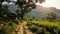 Rice paddy field - landscape