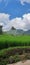 The rice paddy field at the noon so greeny can make your eyes heltier
