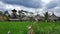 Rice paddy field with thatched huts, Ubud district, Bali