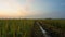 Rice paddy field view before sunrise in Tanjung Karang, Selangor, Malaysia.