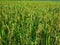 the rice in the paddy fields is green and ready to be harvested in the scorching heat