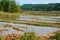 Rice paddy fields near the Plain of Jars archaeological site. The fields conceal a hidden danger