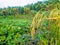 Rice, paddy fields, rice ears, crops, agriculture, agricultural planting