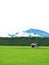 Rice paddy fields with small hut, pines with mountain