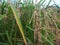 rice in the paddy fields that are starting to turn yellow are ready to be harvested