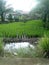 Rice paddy plant farmer yard