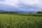 Rice paddy and rainbow in Nan,Thailand