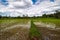 Rice Paddy Reflection Cloud