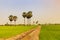 Rice paddy and sugar palm or toddy palm trees on paddy dike, nat