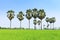 Rice paddy and sugar palm or toddy palm trees on paddy dike, nat