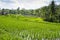 Rice paddy terraces with view of the sky and palm trees.