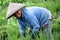 Rice Paddy Worker