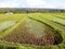 Rice paddys with water irrigation in Bali