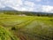 Rice paddys with water irrigation in Bali