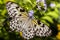 Rice Paper Butterfly Beauty