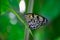 Rice Paper butterfly Idea leuconoe in green leaf