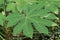 Rice-paper plant Tetrapanax papyrifer huge palmately lobed leaf