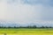 rice plant farmers planting rice.