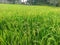 Rice plant in green naturals