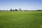 Rice plant in the growing field and blue sky.