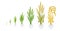 Rice plant growth stages. Cereal grain. Ripening period steps. Development cycle. Harvest animation progression