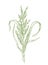 Rice plant hand drawn sketch. Oryza sativa. Agronomy cereal grain. Growing harvest. Vector agriculture illustration.