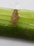 Rice plant hopper insect or Brown planthopper