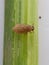 Rice plant hopper insect or Brown planthopper