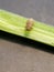 Rice plant hopper insect or Brown planthopper