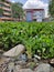 Rice plant in the middle of water hyacinth