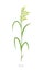 Rice plant. Oryza glaberrima. Oryza sativa. Agronomy cereal grain. Vector agricultural illustration.