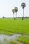 Rice plant and palms